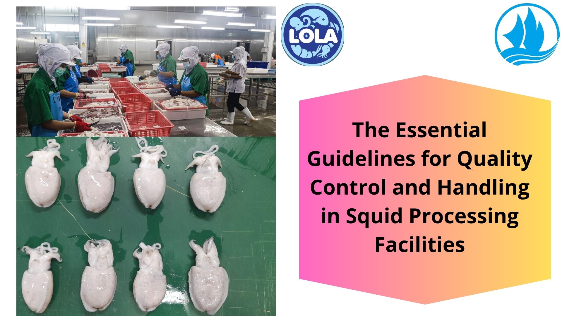  The Essential Guidelines for Quality Control and Handling in Squid Processing Facilities